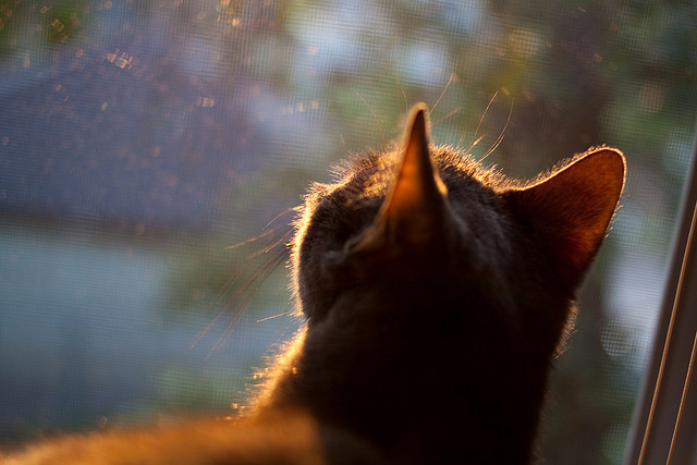 爱游戏体育官方网站-中国篮球青训体系课程标准化建设及质量保障机制，中国篮球青训系统